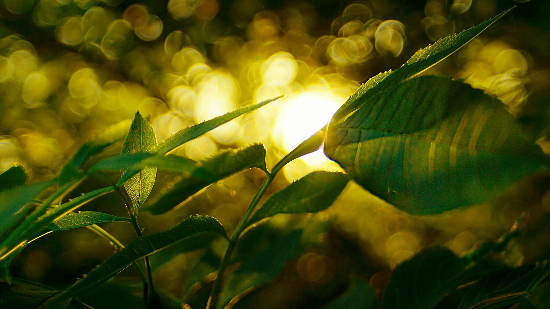 Helios 58 2.0 mounted on Sony a6000