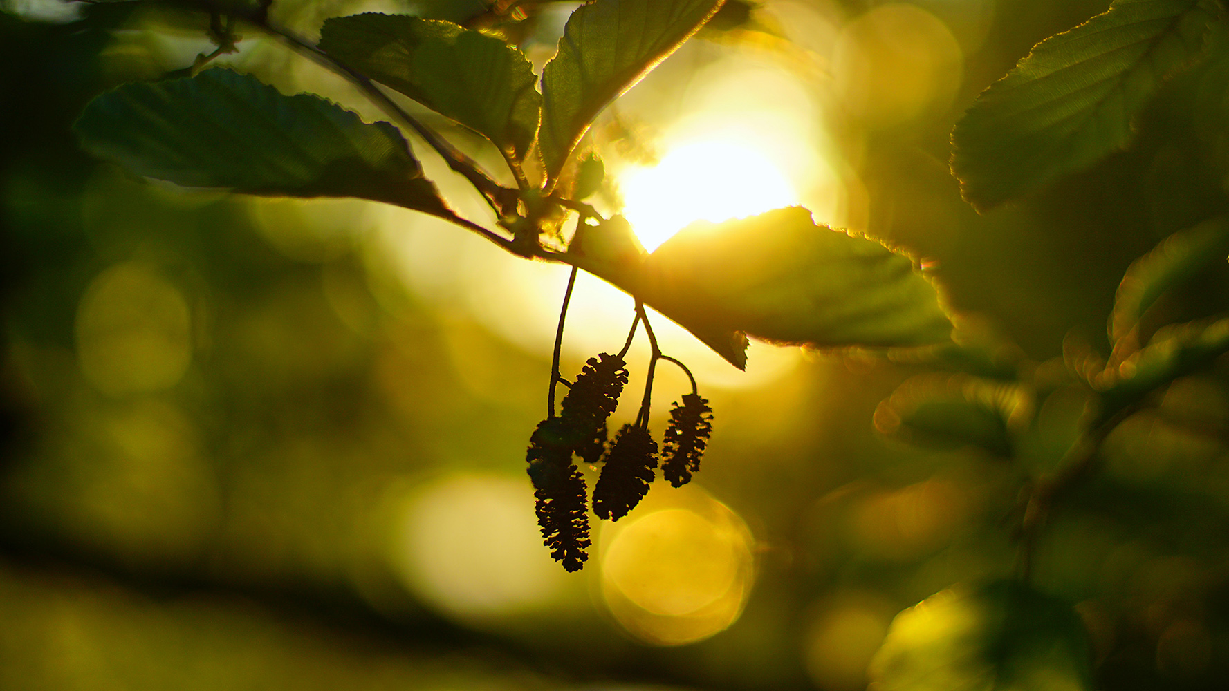 Helios 58 2.0 mounted on Sony a6000